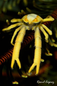 Give me a hug ! by Raoul Caprez 